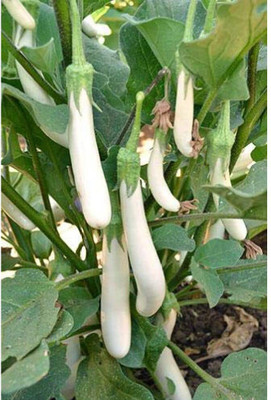 Aywal Begun Seed(350 per packet)