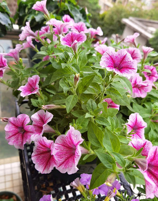 CYBEXIS HUA-99 - Petunia Hanging Flower Dwarf - (60 Seeds) Seed(60 per packet)