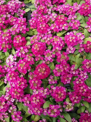 VINGTON Wonderland Deep Rose Alyssum Seed(80 per packet)