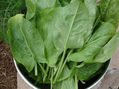 CYBEXIS Rich in vitamins lemony taste RUMEX ACETOSA Spinach1000 Seeds Seed(1000 per packet)