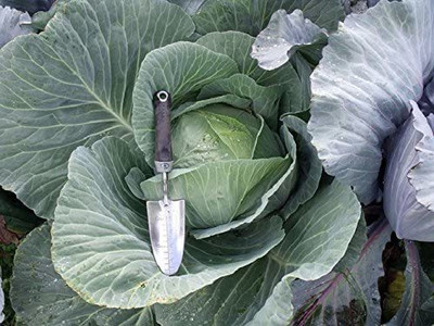 CYBEXIS Organic Giant Cabbage Seeds 800 Seeds Seed(800 per packet)