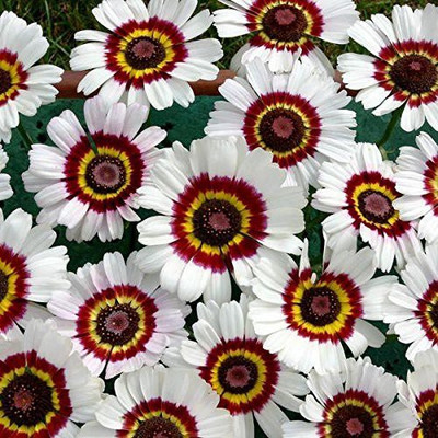 CYBEXIS VVI-55 - Painted Daisy Garden - (60 Seeds) Seed(60 per packet)