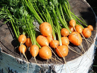 BDSresolve Round carrot seeds PACK OF 152 Seed(152 per packet)