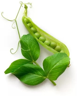 Quentova Super Sweet Peas Matar-TKK-11K Seed(15 per packet)