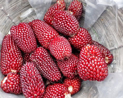WILLVINE KGF -IV Strawberry Corn Seeds for Planting-[100g] Seed(400 per packet)