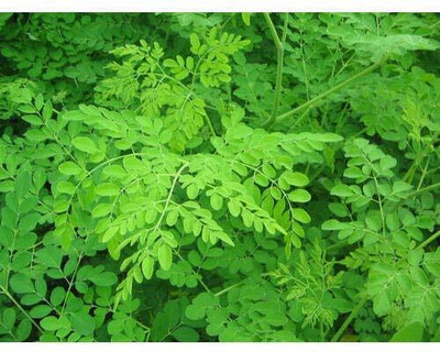 Qualtivate PUA-4A Moringa - PKM2 Drumstick Seeds Seed(50 per packet)