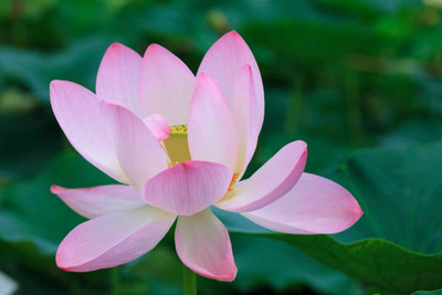 SEEDSSIDE lotus,kamal gatta Seed(15 per packet)