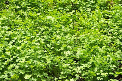 ZIXA Coriander -Calypso slow bolt Seed(2000 per packet)