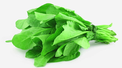 Qualtivate RES-3A Hydroponics Spinach seeds Seed(300 per packet)