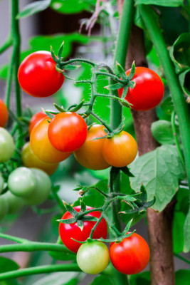 Somadev tomato Seed(100 per packet)