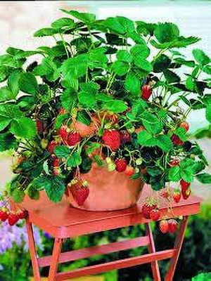 Aywal Strawberry Fresh Fruit Seed(25 per packet)