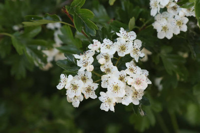XOLDAA gypsophila flower Seed(100 per packet)