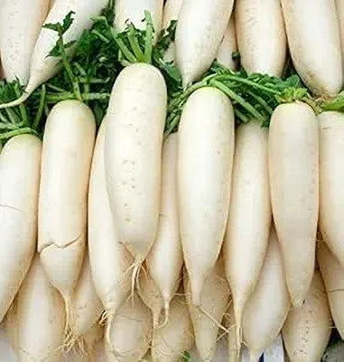 LPR MULI ,WHITE RADISH Seed(30 per packet)