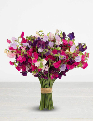 CYBEXIS Sweet Pea 'Special' 20 Flower Seeds/Climbing Mix up to 1.8m/Sow Spring & autumn Seed(50 per packet)