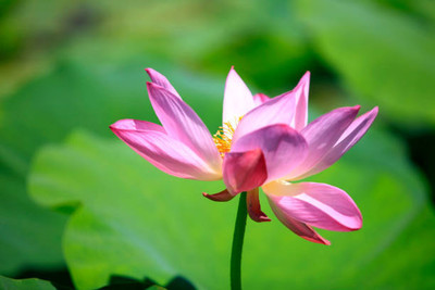 Chalissa lotus,kamal gatta Seed(10 per packet)