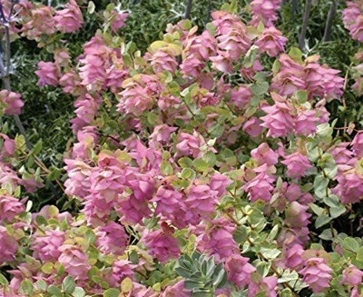 VibeX XLL-1 - Kent Beauty' - Ornamental Oregano - (1350 Seeds) Seed(1350 per packet)