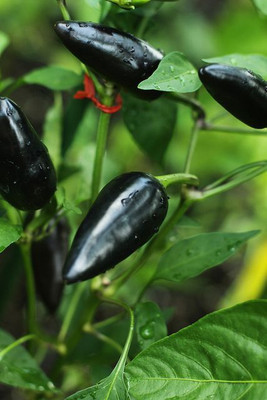 abiswas Hot Black Chilli Seeds For Farming 1320 Seed(1320 per packet)