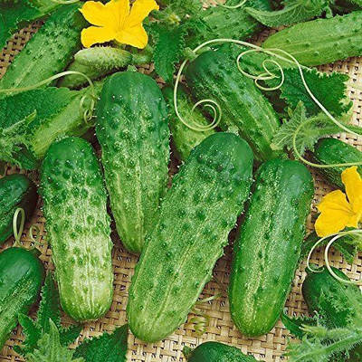 CYBEXIS PAU-62 - Pick-a-Bushel Hybrid Cucumber - (450 Seeds) Seed(450 per packet)