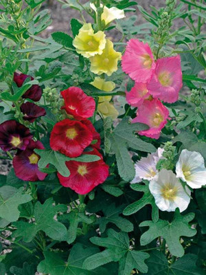 Lorvox Exotic holly hock Seed(10 per packet)