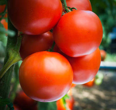 Harcog tomato Seed(55 per packet)