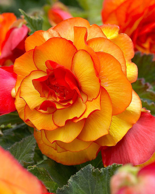 CYBEXIS KGF -88 - Begonia bicolour Orange Red Exotic Flower - (30 Seeds) Seed(30 per packet)