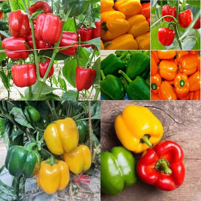 ibains Red shimla mirch seeds shimla mirchi pack of 55 Seed(55 per packet)