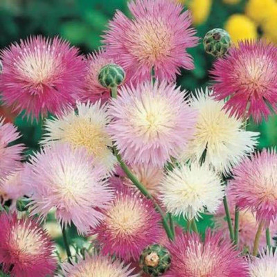 Aywal FLOWER-CORNFLOWER SWEET SULTAN POLKA DOT Seed(60 per packet)