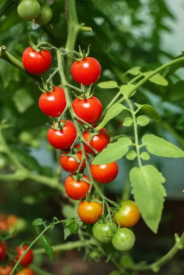 UGRA tomato Seed(125 per packet)