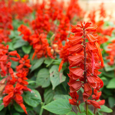 CYBEXIS LX-98 - Sage Scarlet - (1350 Seeds) Seed(1350 per packet)