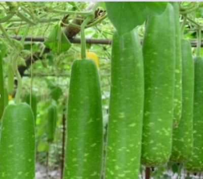 UGRA NAM TAO YAI Bottle Gourd Seeds Seed(30 per packet)