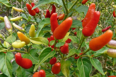 KNESSiN Hawaiian Chilli Seed(1250 per packet)