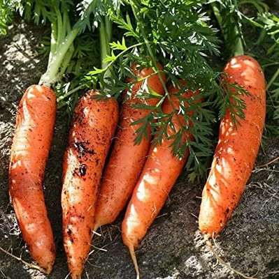 Qualtivate HUA-3A Scarlet Nantes Carrot Seeds Seed(300 per packet)
