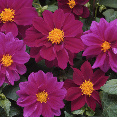 Biosnyg Dahlia Flower Seed - Violet[100 Seeds] Seed(100 per packet)
