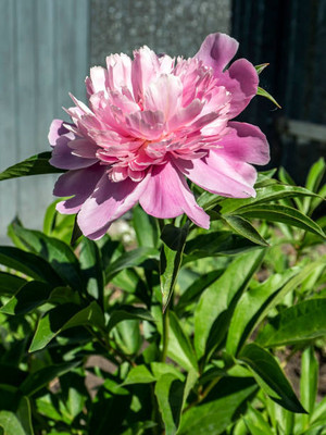 XOLDAA balsam frower Seed(25 per packet)