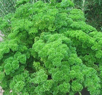 VibeX PAU-96 - Curled Parsley - (750 Seeds) Seed(750 per packet)