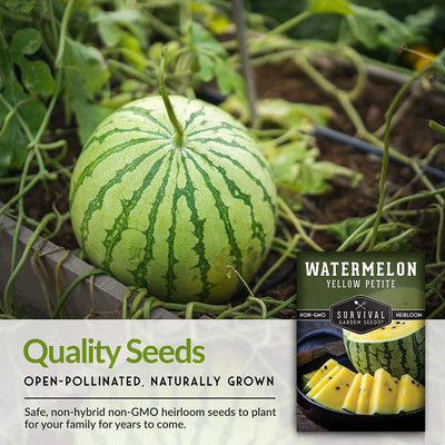 CYBEXIS VXI-87 - Yellow Petite Watermelon - (1350 Seeds) Seed(1350 per packet)
