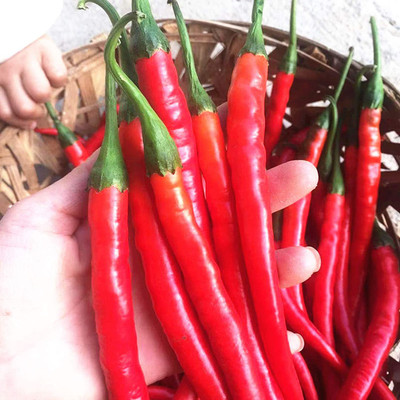 CYBEXIS Hardy Hot Chilli Pepper Seeds2400 Seeds Seed(2400 per packet)