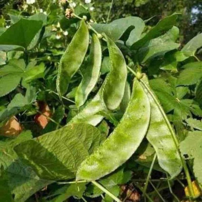 Aywal SEM PHALI DOLICHOS BEANS F1 HYBRID Vegetable Seed(23 per packet)