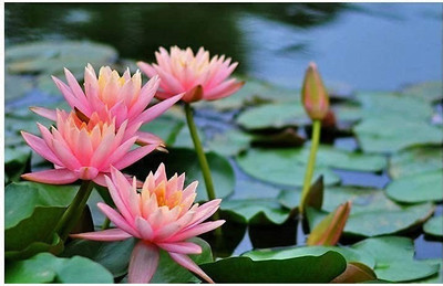 CYBEXIS GBPUT-10 - Viable Mixed Colors Aquatic Water Lily - (270 Seeds) Seed(270 per packet)