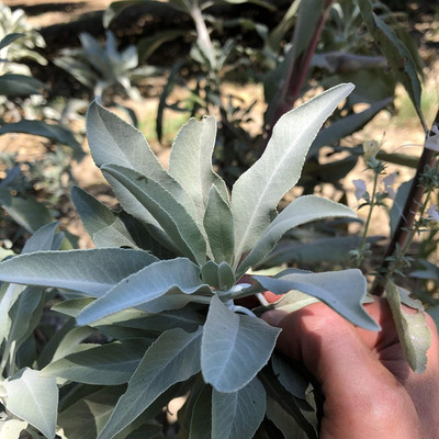 Qualtivate HUA-7A White Sage Seed(100 per packet)