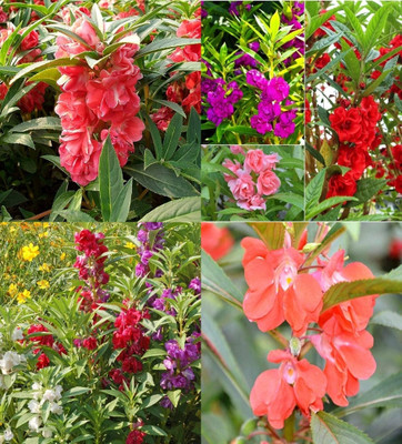 ibains Balsam double mixed flower seeds beez 82 Seed(82 per packet)