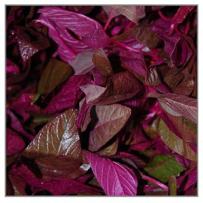 Qualtivate RES-4A Hybrid Red Spinach High Yield Amaranthus Seed(300 per packet)