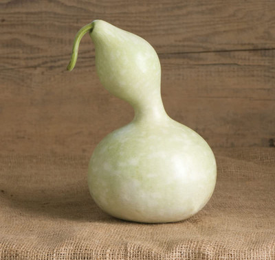 VibeX LX-13 - Mini Baby Bottle Gourd - (900 Seeds) Seed(900 per packet)