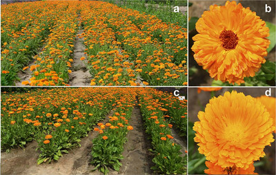 XOLDA Exotic calendula Seed(15 per packet)