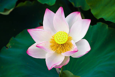 Raunak lotus,kamal gatta Seed(14 per packet)