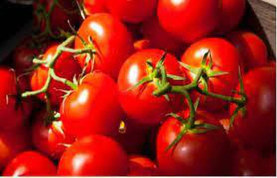 XOLDAA hybrid f1 quality tomato seeds Seed(35 per packet)
