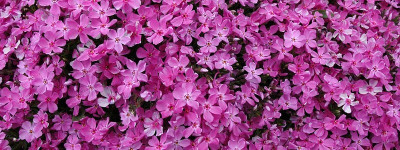 XOLDA Phlox flower Seed(16 per packet)