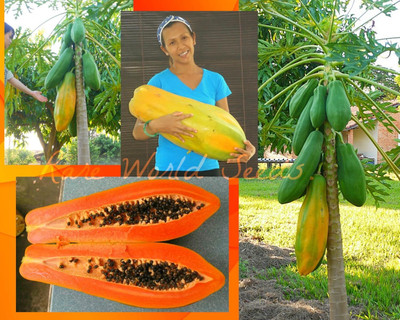 WILLVINE HUGE Torpedo Shape Papaya 'Burliar Long' DWARF TREE-[600 Seeds] Seed(600 per packet)