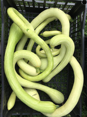 Qualtivate XXX-2A Italian Climbing Zucchini Snake Squash Gourd Seed(25 per packet)