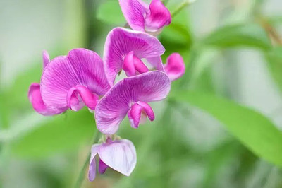 Aro Sweet pea Seed(27 per packet)